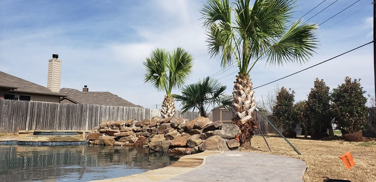 Palm, spa spillover, and stone raised bed beside a pool